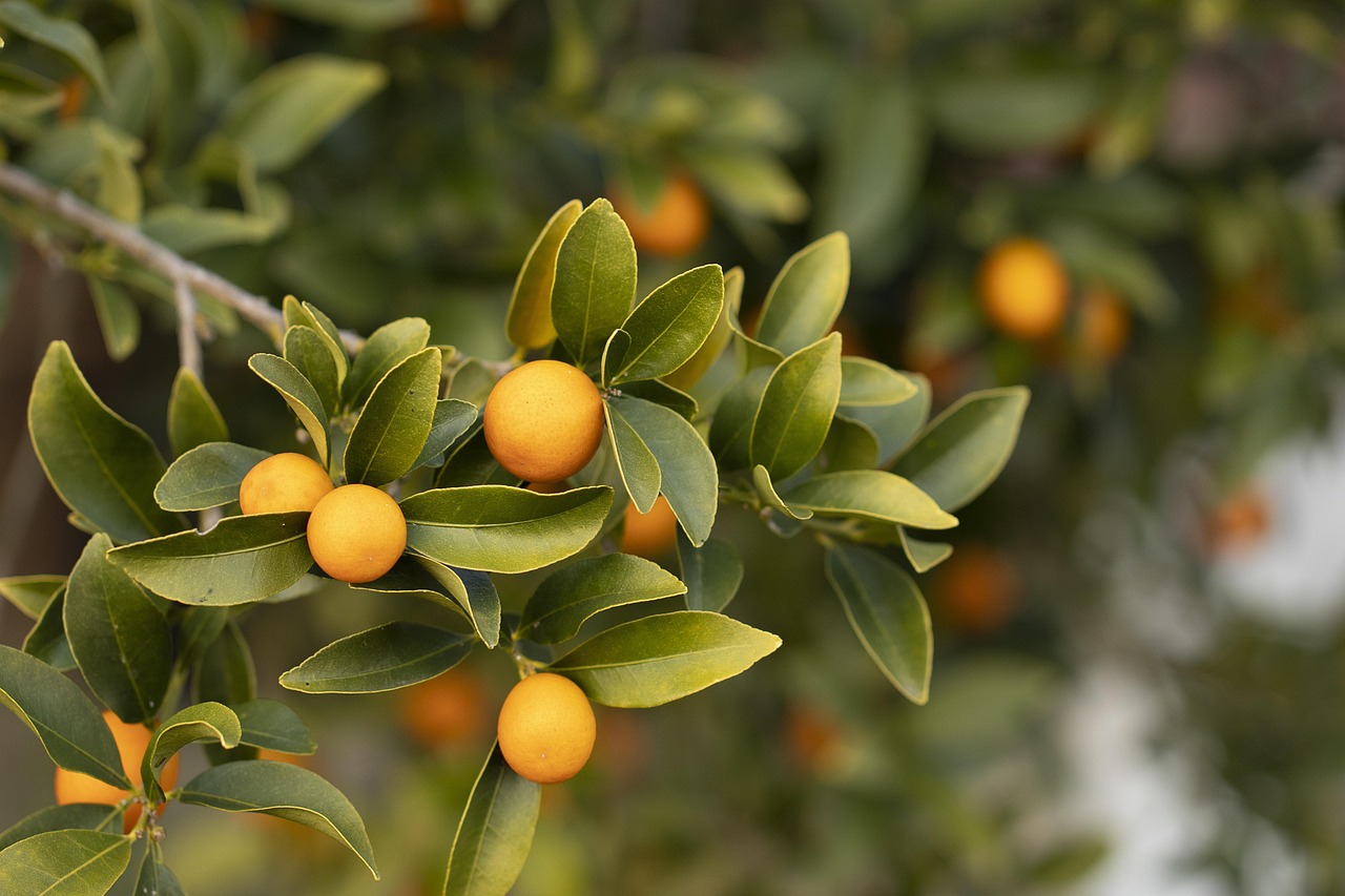 satsuma, orange, juice, healthy, mandarin, fruit, citrus, tangerines, nature, tree, fit life